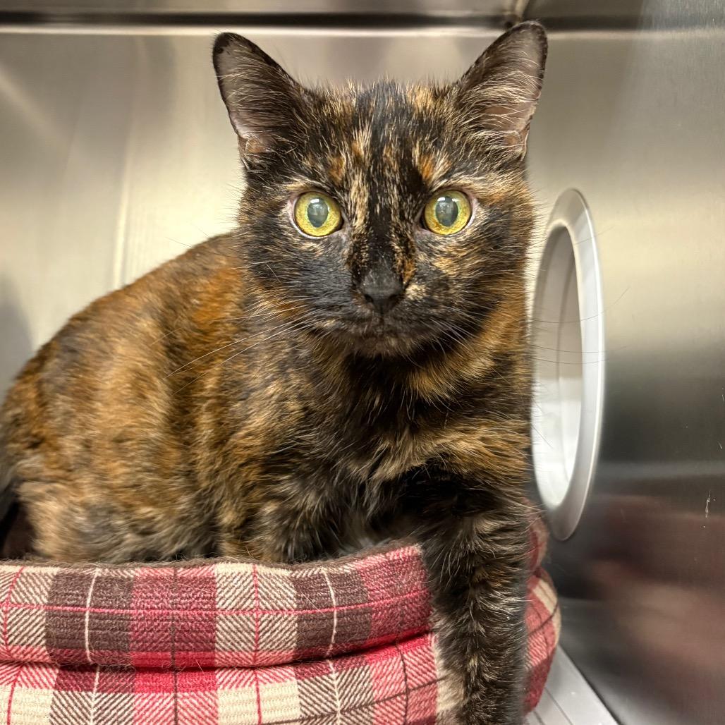 Ziva (Peggy Jean) — thumbnail 2