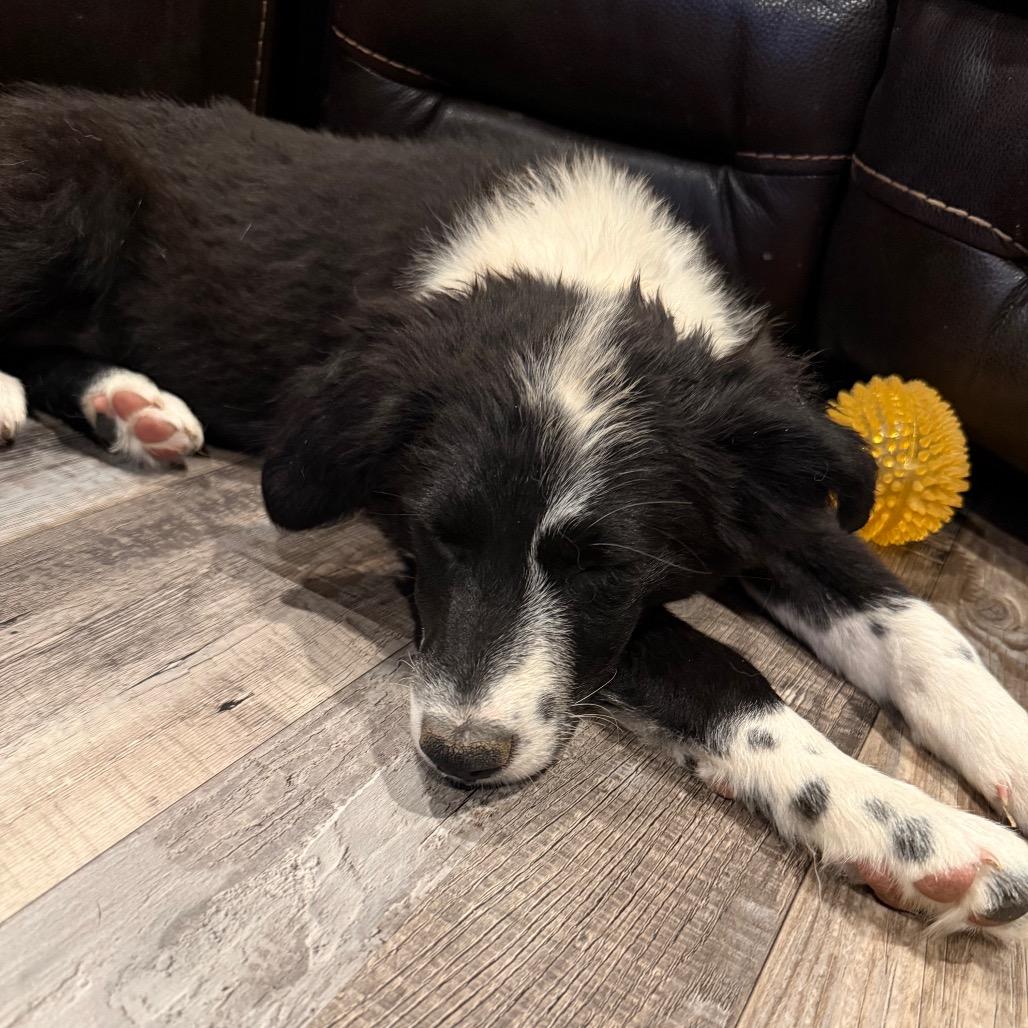 Angela, Adoptable, Puppy Female Border Collie.