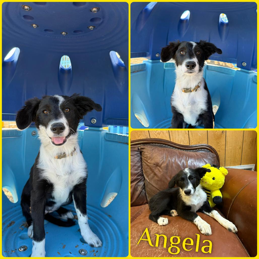 Angela, Adoptable, Puppy Female Border Collie.