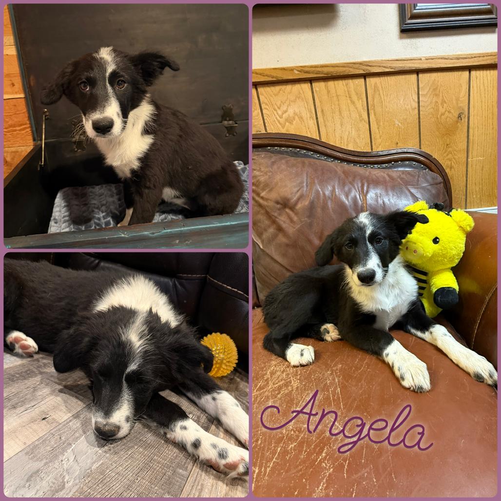 Enlarge Angela, a Adoptable Border Collie in Idaho Falls, ID image 2/2