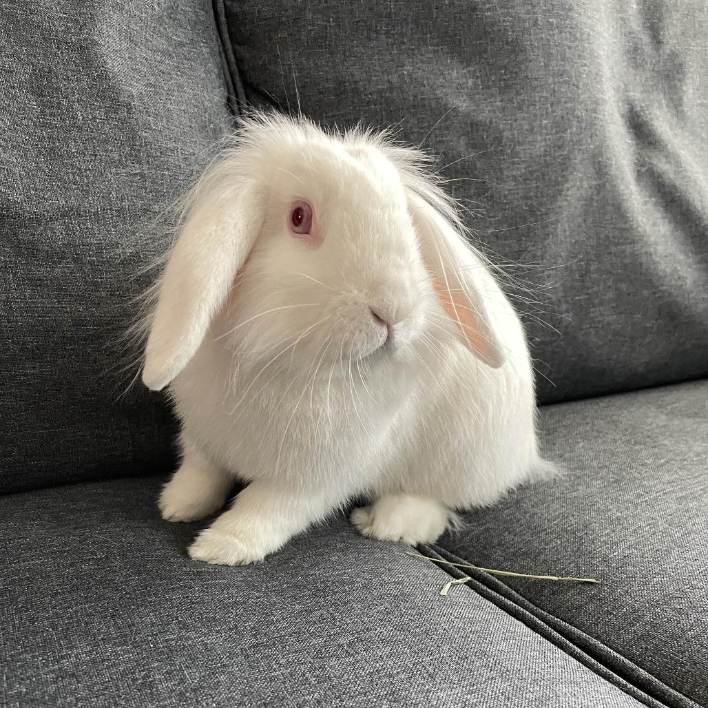 Enlarge Blanquita, a Adoptable American Fuzzy Lop in The Woodlands, TX image 1/6