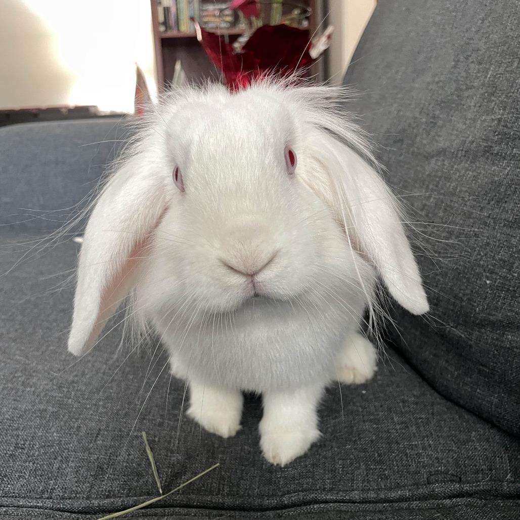 Enlarge Blanquita, a Adoptable American Fuzzy Lop in The Woodlands, TX image 4/6