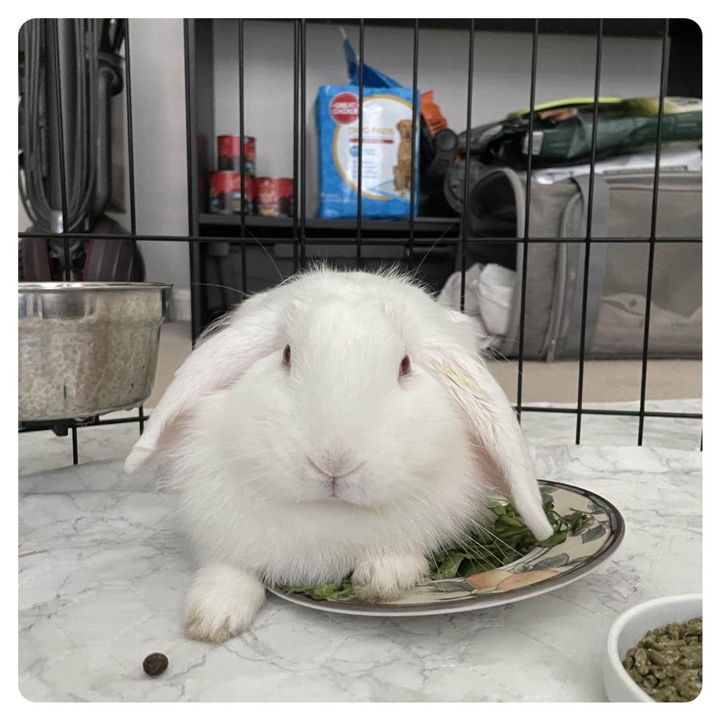 Blanquita, a Adoptable American Fuzzy Lop in The Woodlands, TX image 3/3