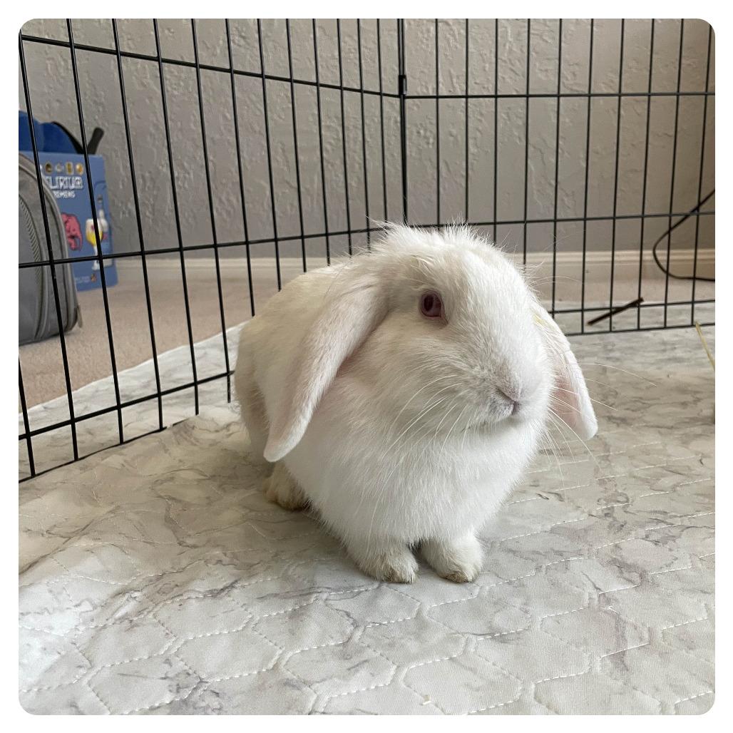 Enlarge Blanquita, a Adoptable American Fuzzy Lop in The Woodlands, TX image 3/3