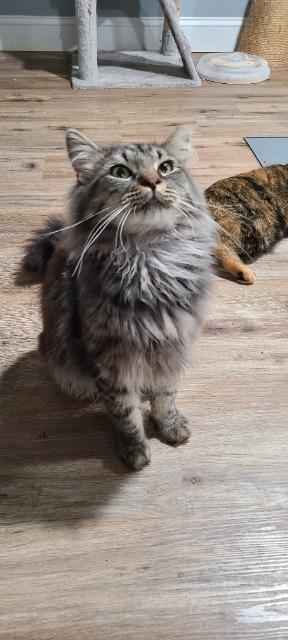Issac Mewton, Adoptable, Young Male Domestic Long Hair.
