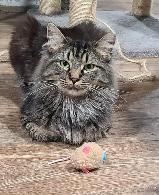 Issac Mewton, a Adoptable mixed breed in Pawtucket, RI image 2/5