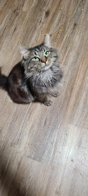 Issac Mewton, a Adoptable mixed breed in Pawtucket, RI image 3/5