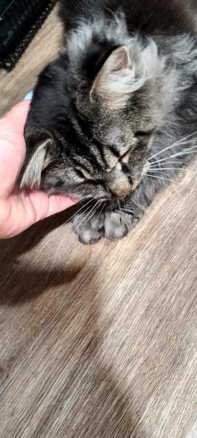 Issac Mewton, a Adoptable mixed breed in Pawtucket, RI image 5/5