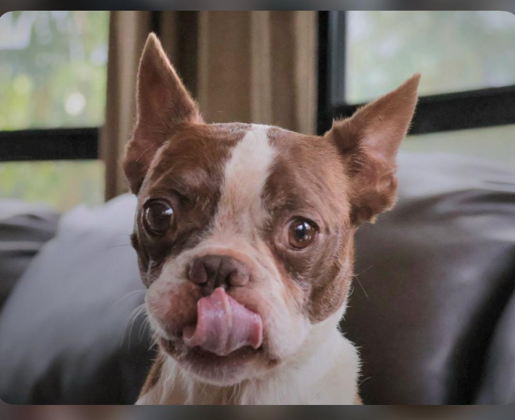 Titus, Adopted, Adult Male Boston Terrier.