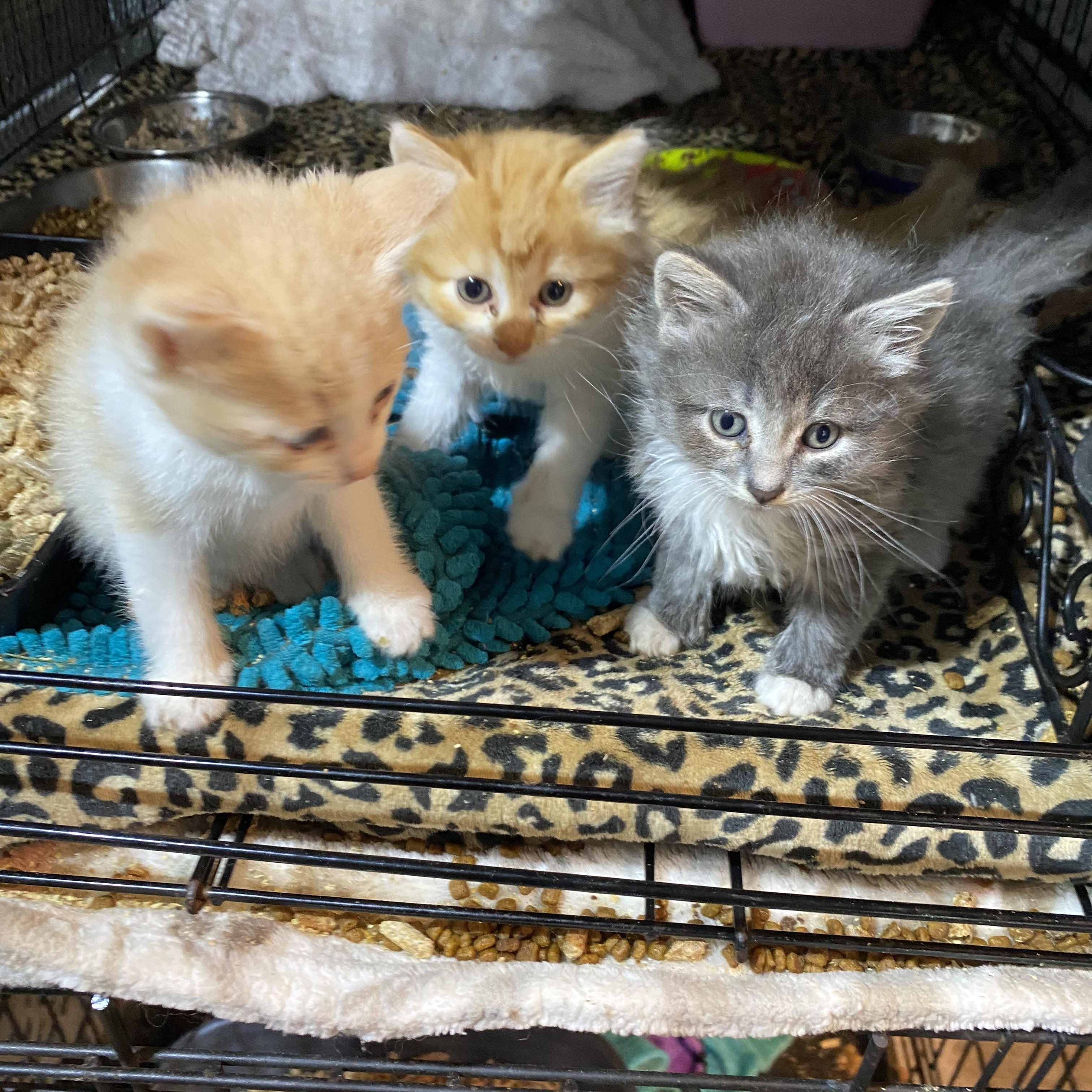kittens, ADOPTABLE, Kitten Male Domestic Medium Hair.