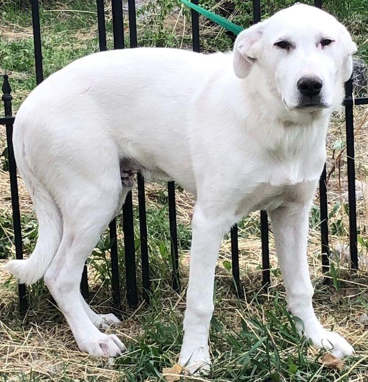 Leo, a Adoptable mixed breed in Larkspur, CO image 1/6