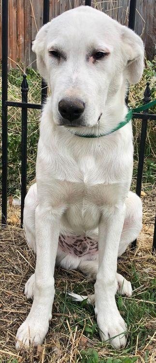 Leo, a Adoptable mixed breed in Larkspur, CO image 3/6