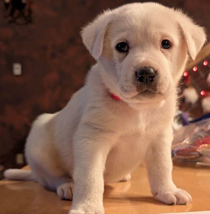 Leo, a Adoptable mixed breed in Larkspur, CO image 4/6