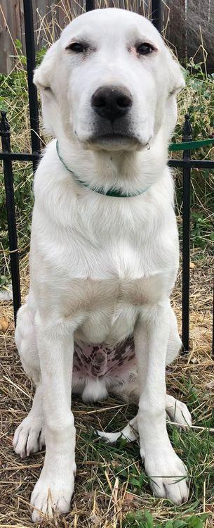 Leo, a Adoptable mixed breed in Larkspur, CO image 6/6