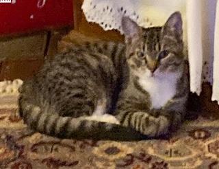 Aurora, ADOPTABLE, Kitten Female American Shorthair.