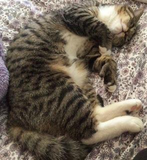 Enlarge Aurora, a ADOPTABLE American Shorthair in Danbury, CT image 2/3