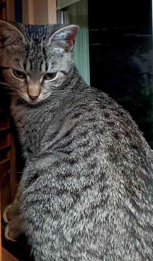 Enlarge Aurora, a ADOPTABLE American Shorthair in Danbury, CT image 3/3