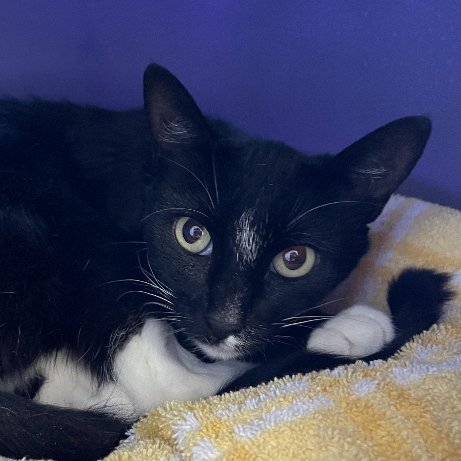 Morticia, Adoptable, Adult Female Domestic Short Hair.