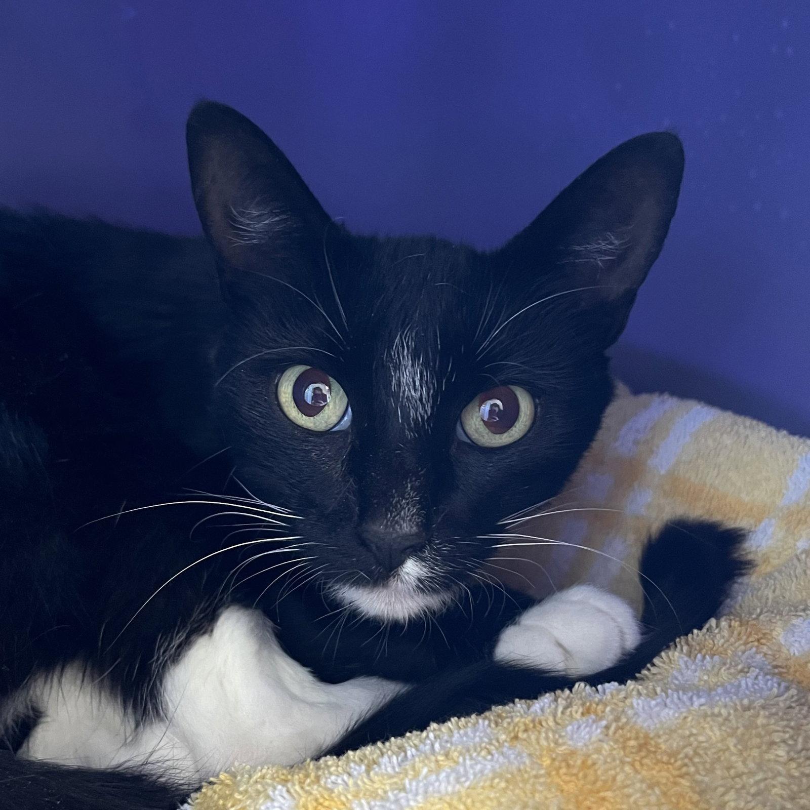 Enlarge Morticia, a Adoptable Domestic Short Hair in Burlingame, CA image 2/2