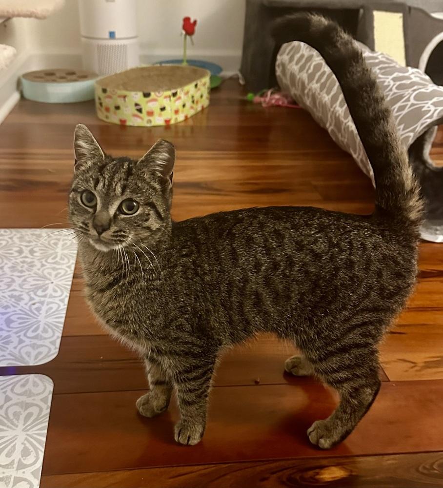 Fluffy, Adoptable, Young Female Domestic Short Hair & Tabby.