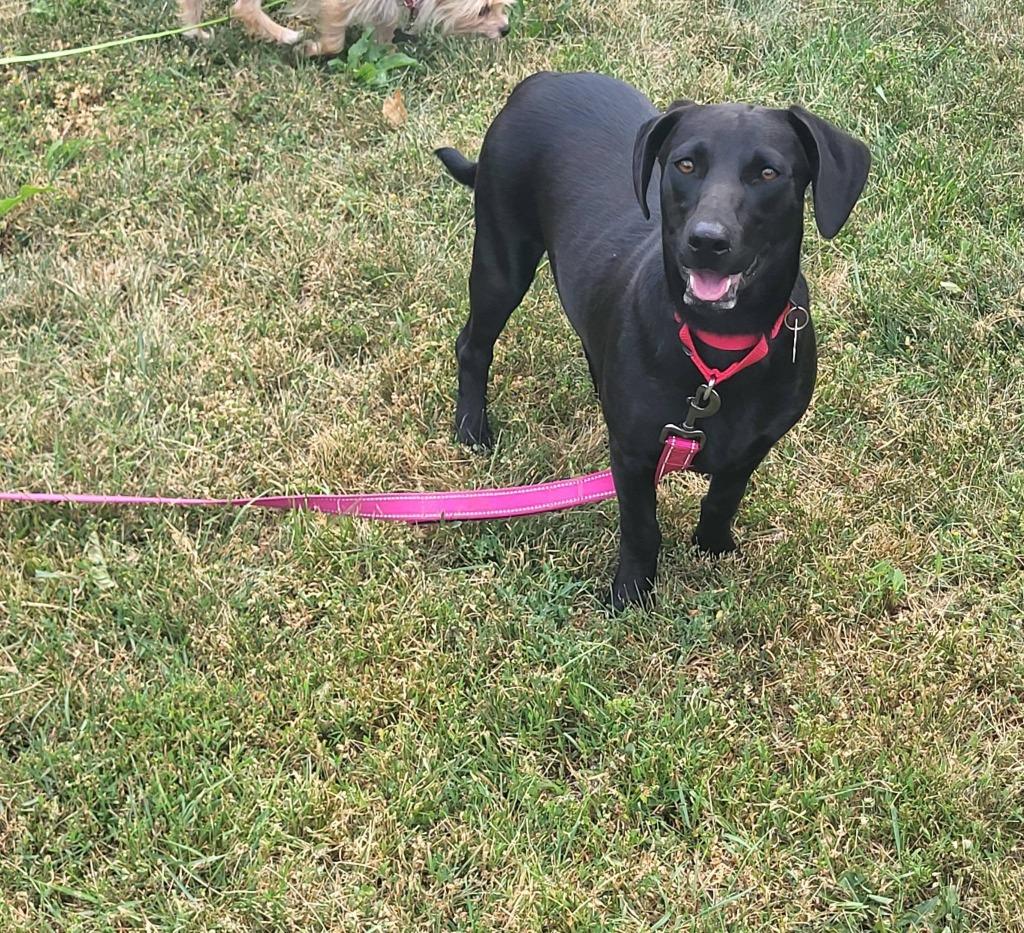 Silk, Adoptable, Puppy Female Dachshund & Labrador Retriever.