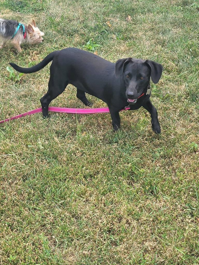Silk, a Adoptable mixed breed in Fond Du Lac, WI image 2/5