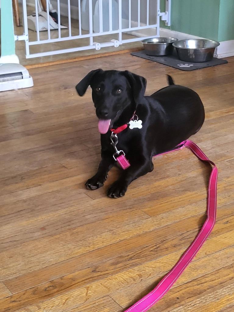 Silk, a Adoptable mixed breed in Fond Du Lac, WI image 3/5