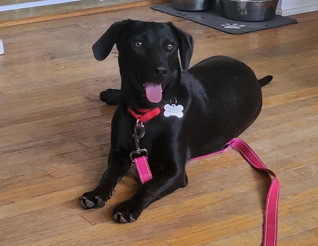 Silk, a Adoptable mixed breed in Fond Du Lac, WI image 4/5
