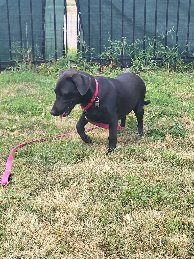 Silk, a Adoptable mixed breed in Fond Du Lac, WI image 5/5