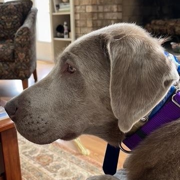Enlarge Sugar, an adopted Labrador Retriever in Belding, MI image 4/4