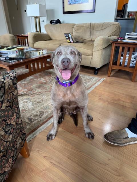 Enlarge Sugar, an adopted Labrador Retriever in Belding, MI image 3/4