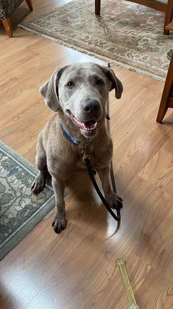 Enlarge Sugar, an adopted Labrador Retriever in Belding, MI image 1/4