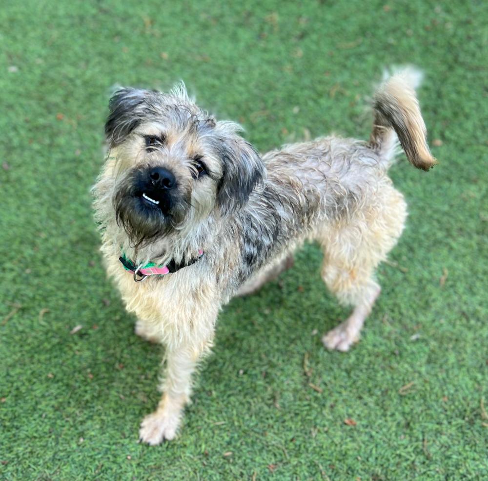 Devon, Adoptable, Adult Female Terrier.