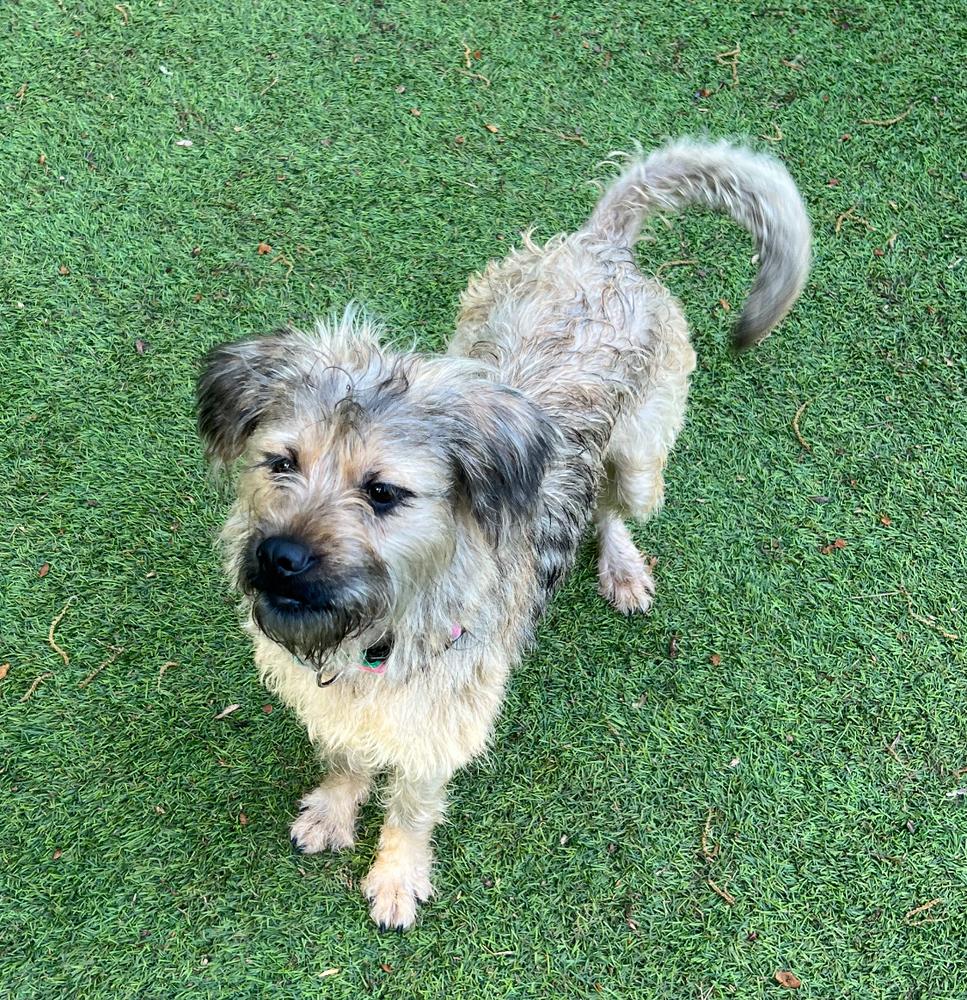 Enlarge Devon, a Adoptable mixed breed in Dunwoody, GA image 2/5