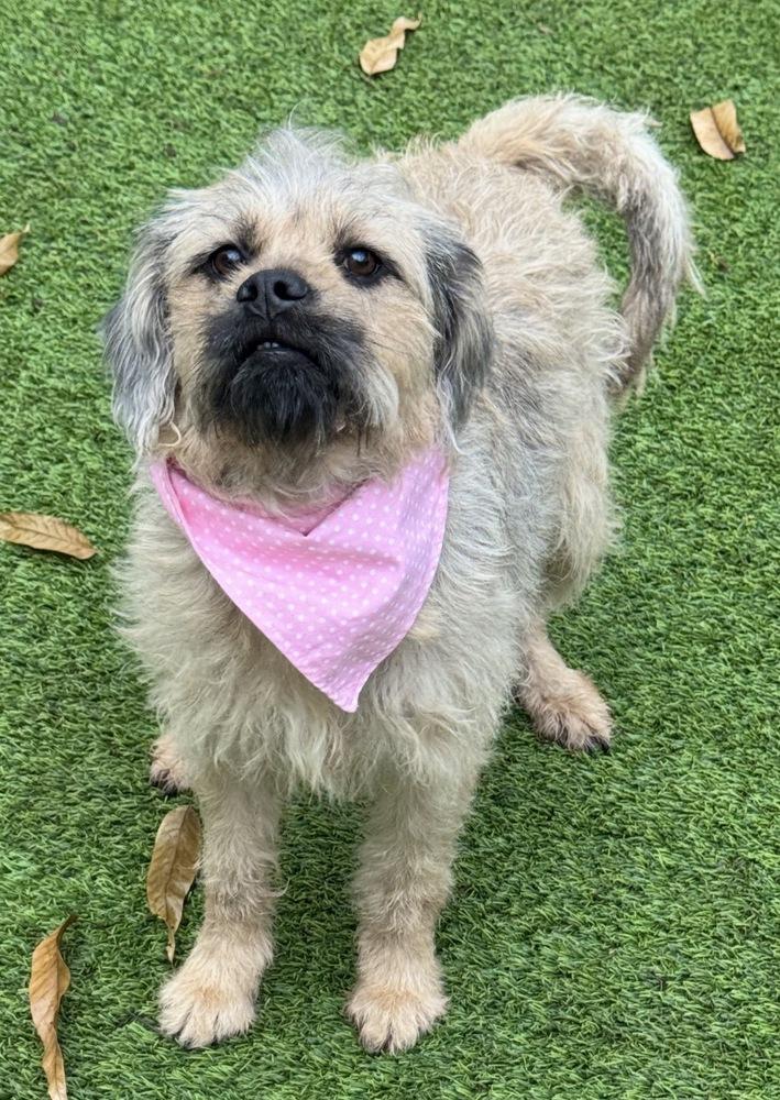 Devon, Adoptable, Adult Female Terrier.