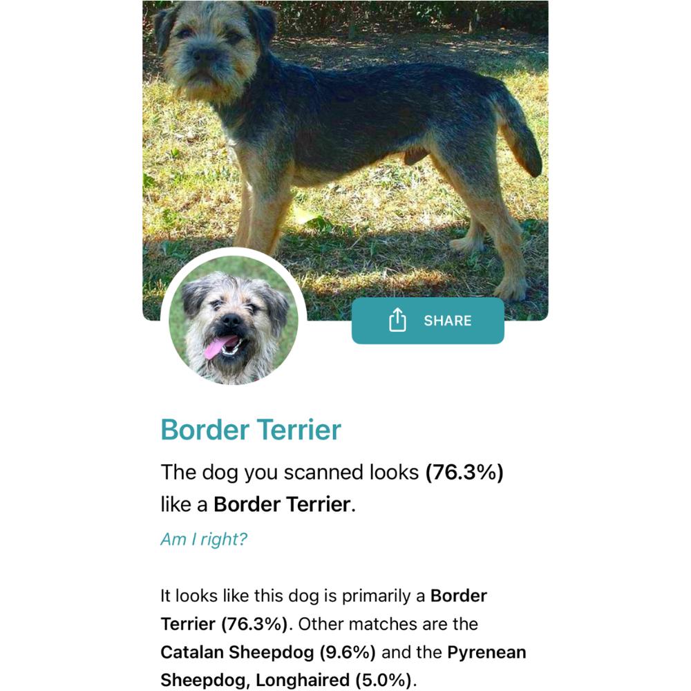 Enlarge Devon, a Adoptable mixed breed in Dunwoody, GA image 3/5