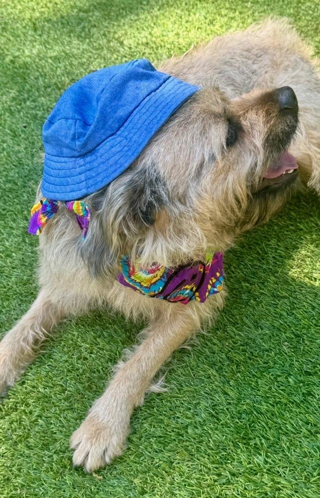 Devon, Adoptable, Adult Female Terrier.