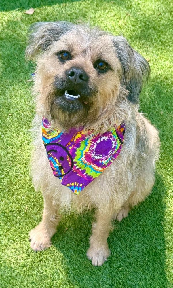 Enlarge Devon, a Adoptable mixed breed in Dunwoody, GA image 2/3