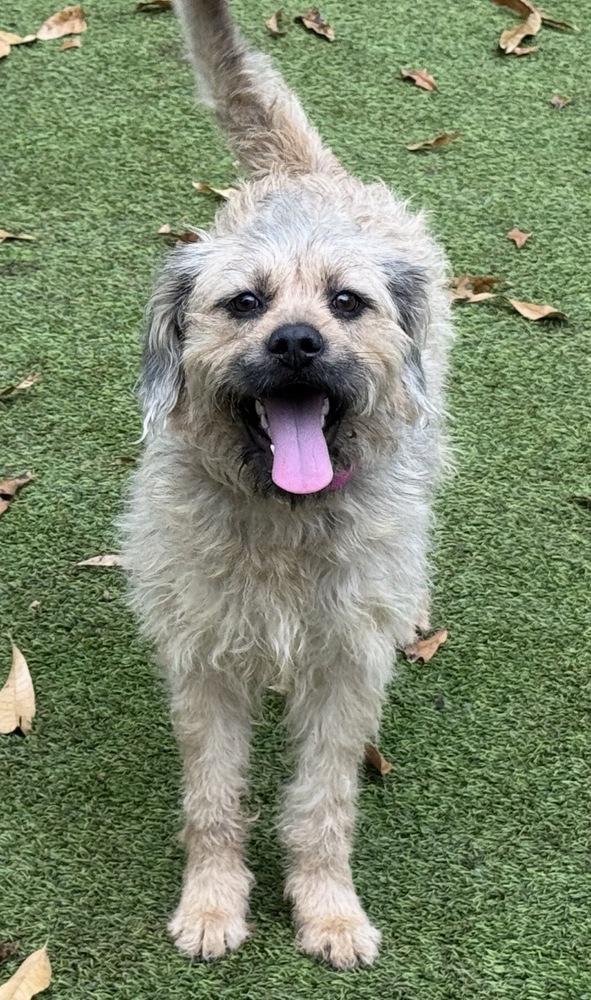 Devon, a Adoptable mixed breed in Dunwoody, GA image 2/4