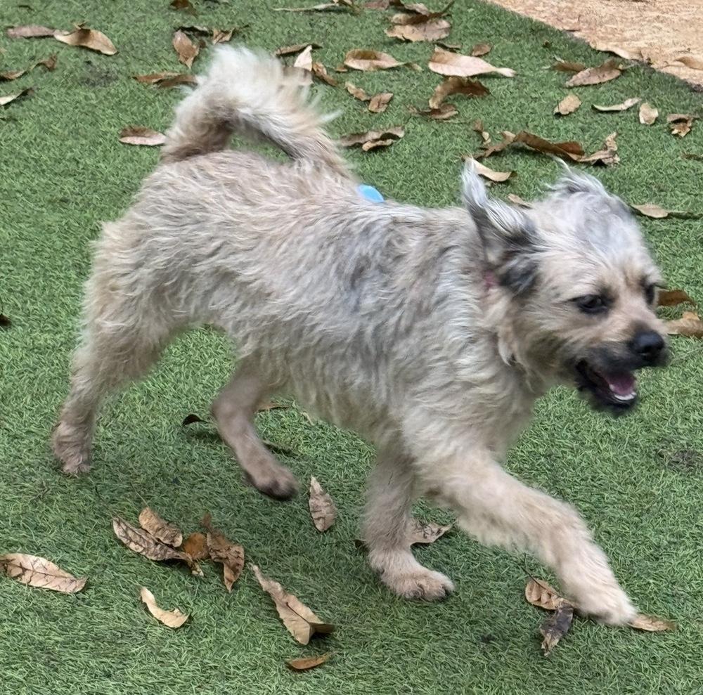 Devon, a Adoptable mixed breed in Dunwoody, GA image 3/4