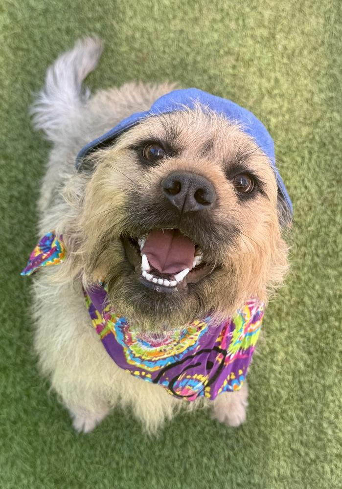 Enlarge Devon, a Adoptable mixed breed in Dunwoody, GA image 3/3