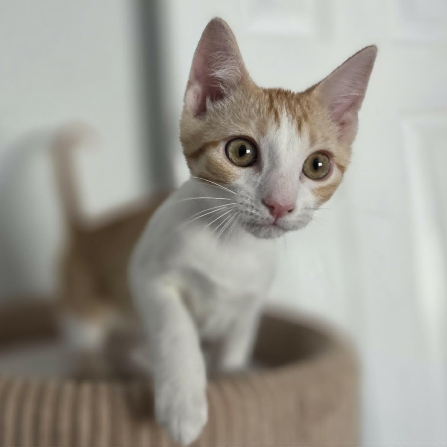 PJ, a Adoptable Domestic Short Hair in Loveland, CO image 2/6