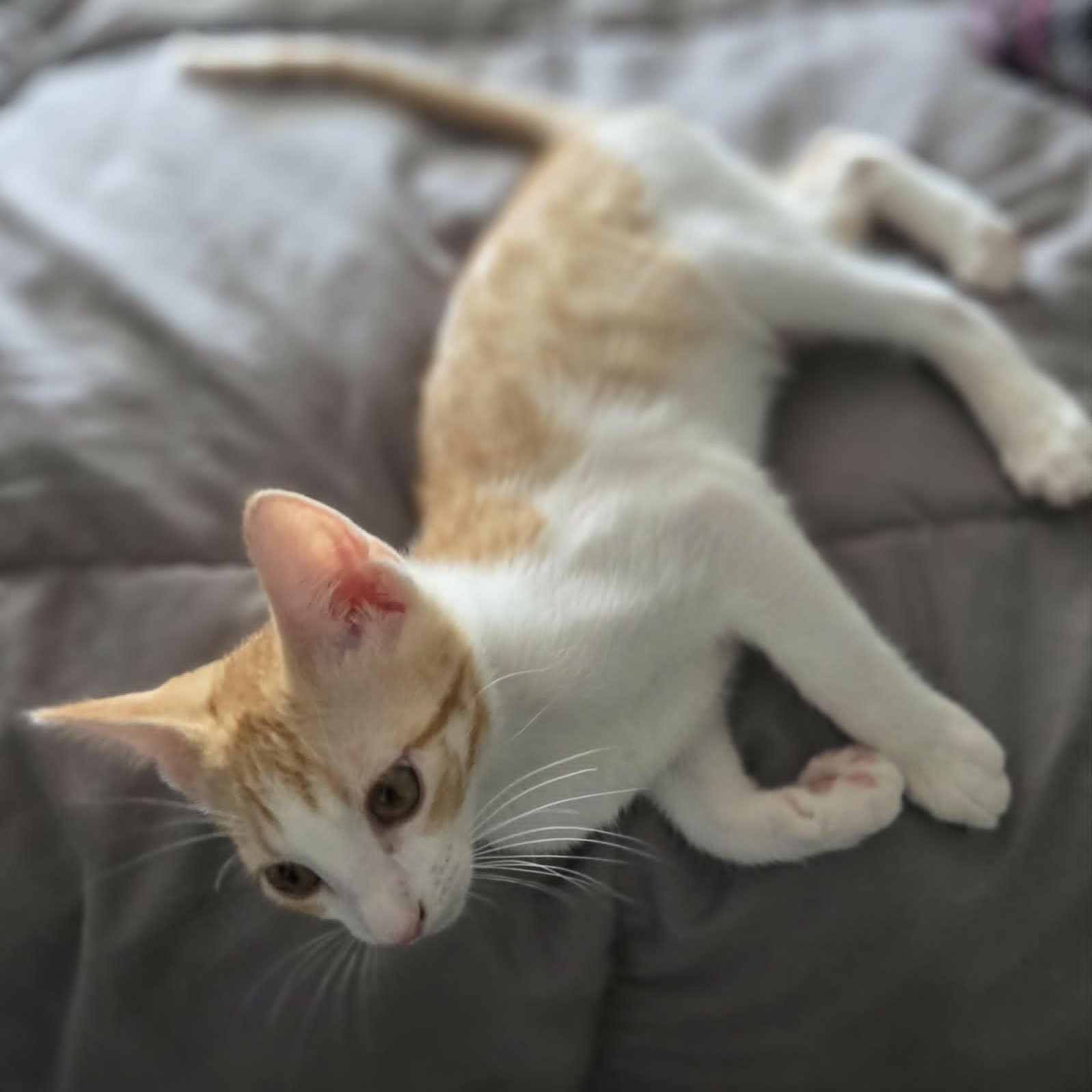 PJ, a Adoptable Domestic Short Hair in Loveland, CO image 4/6