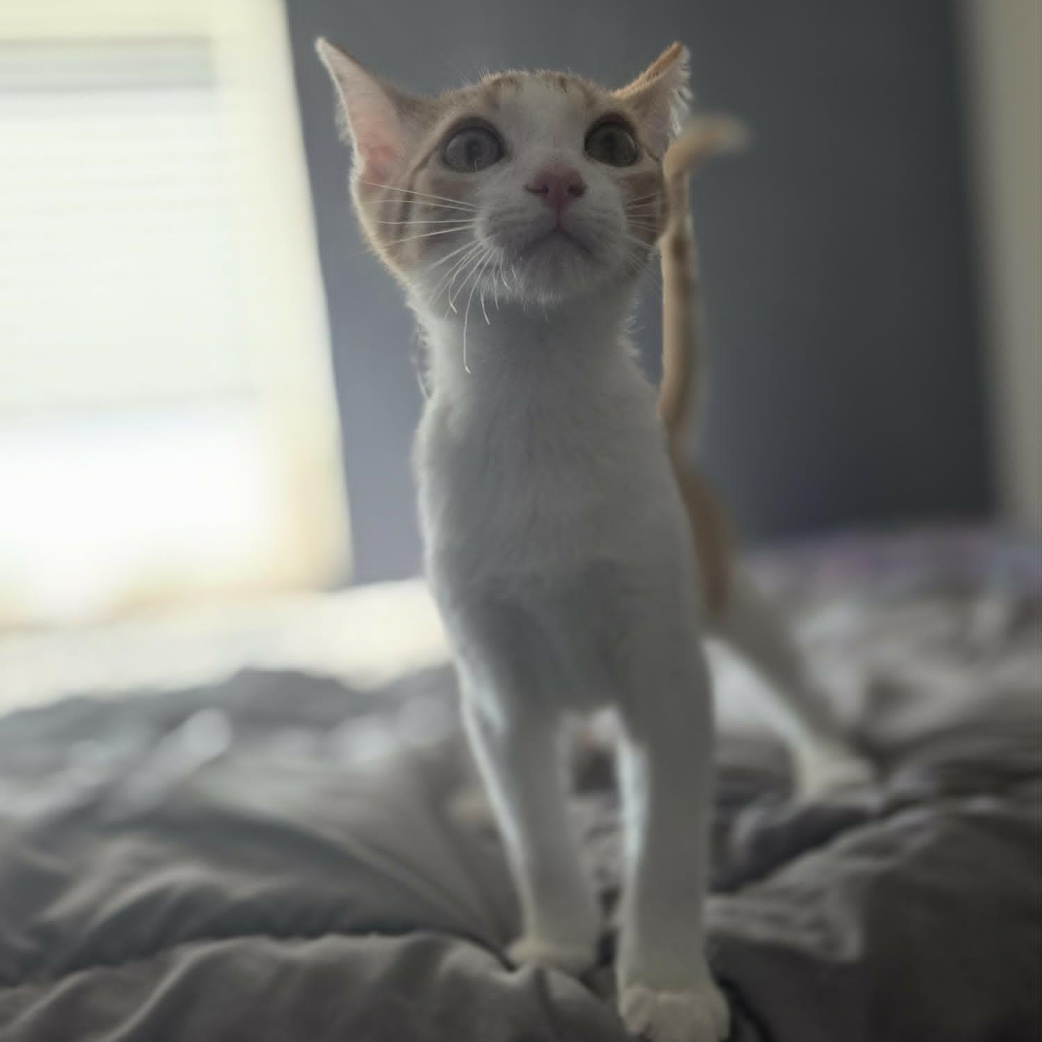 PJ, a Adoptable Domestic Short Hair in Loveland, CO image 5/6
