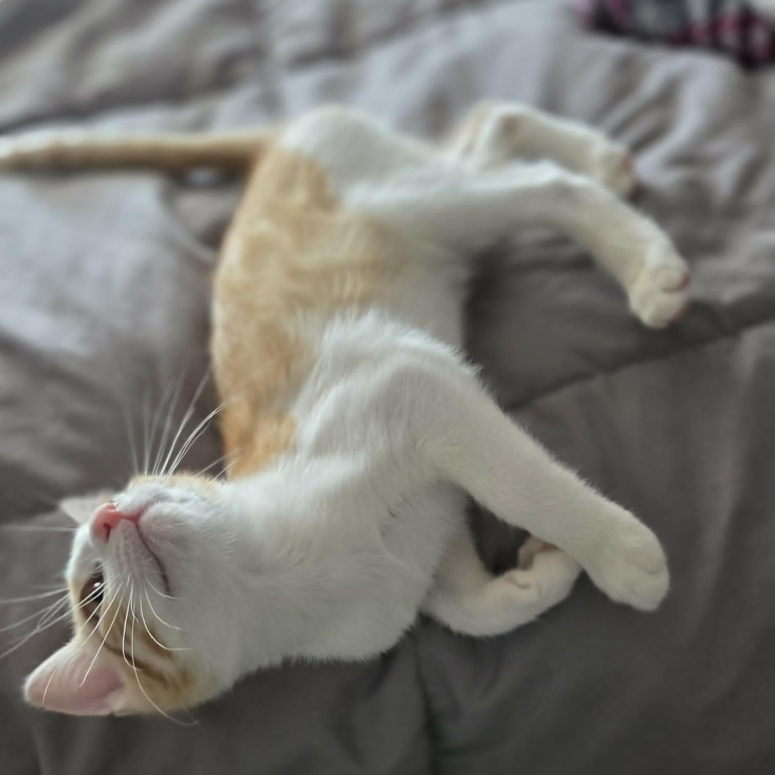 PJ, a Adoptable Domestic Short Hair in Loveland, CO image 3/6