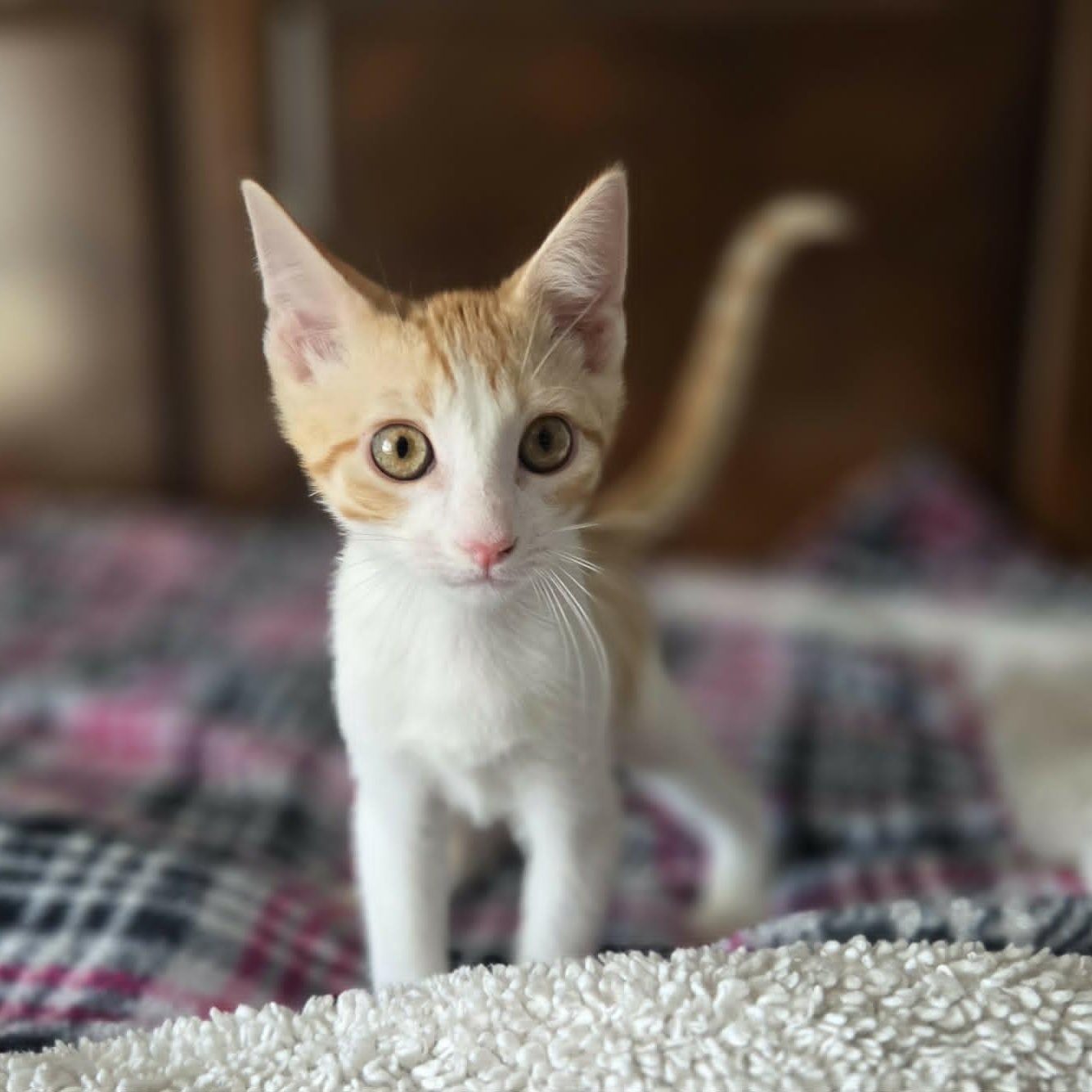 PJ, a Adoptable Domestic Short Hair in Loveland, CO image 1/6