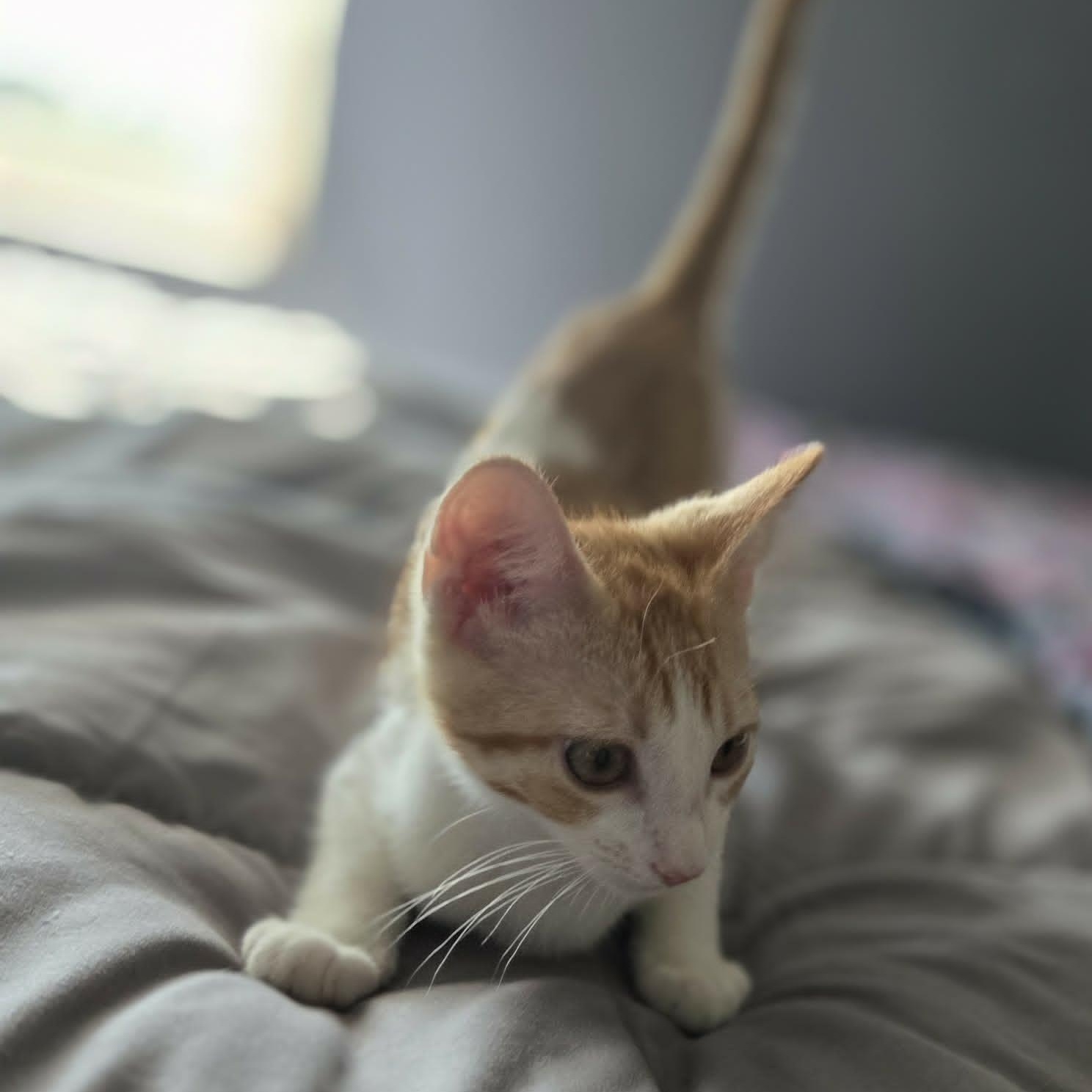 PJ, a Adoptable Domestic Short Hair in Loveland, CO image 6/6