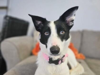 Clover, Adoptable, Adult Female Collie & Mixed Breed.