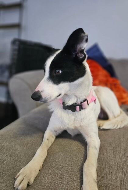 Enlarge Clover, a Adoptable mixed breed in Partlow, VA image 2/3