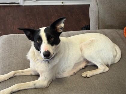 Enlarge Clover, a Adoptable mixed breed in Partlow, VA image 3/3